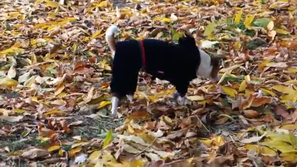 Dog Terrier en traje de terciopelo buscando un lugar para ir al baño — Vídeo de stock