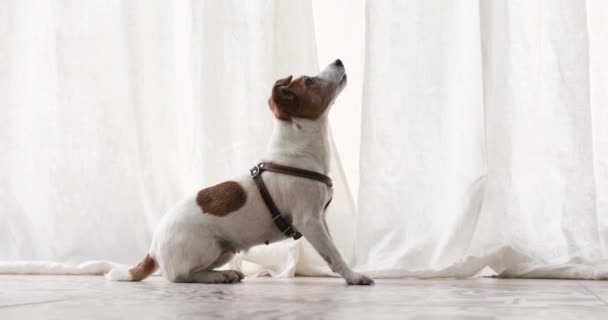 Perro pequeño ejecuta un entrenamiento de obediencia de mascotas de comando — Vídeo de stock