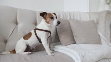 Kanepedeki küçük köpek.