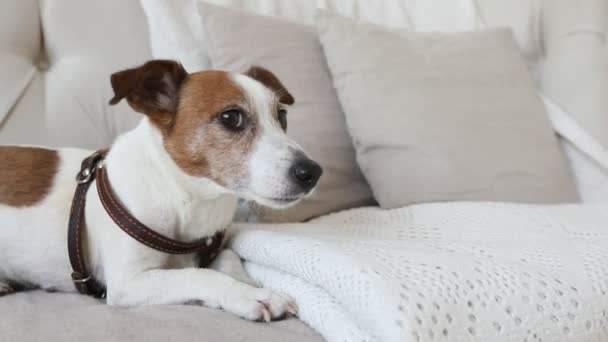 Маленькая собачка на диване боится и дрожит — стоковое видео