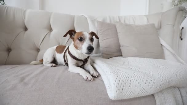 Маленькая собачка на диване — стоковое видео
