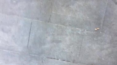 Genç kız bacaklarını Jack russel pov köpek ile jogging