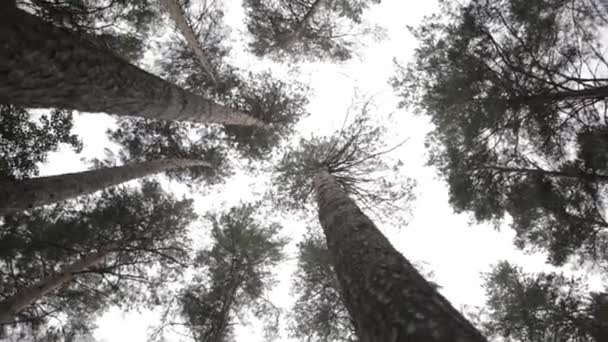 Siluetas de pinos vista inferior paisaje — Vídeos de Stock