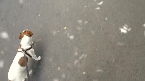 Kobieta trzyma smycz Jack Russell terrier w mieście — Wideo stockowe