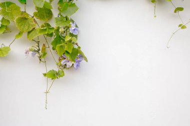 Beyaz duvar üzerinde ihale çiçek şube