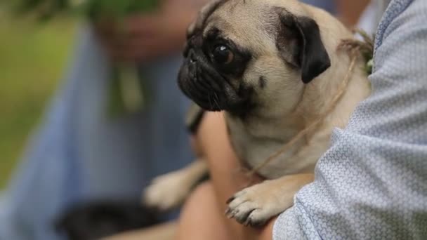 Pedigree dog sits lap owner — Stock Video