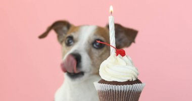 jack Russell köpek göz mum pasta ve yalamak