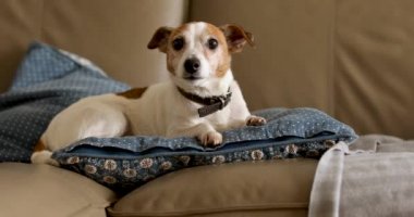 Jack Russell köpeği kanepede yatıyor.