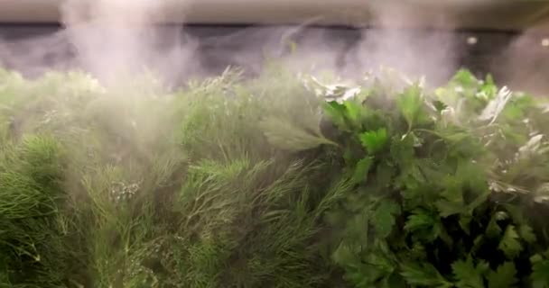Luftfuktare producerar ånga för fuktning — Stockvideo