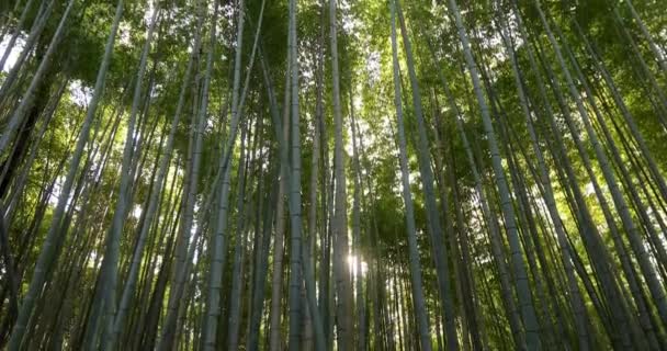 Tall trees with foliage transmissive to sun — Stock Video