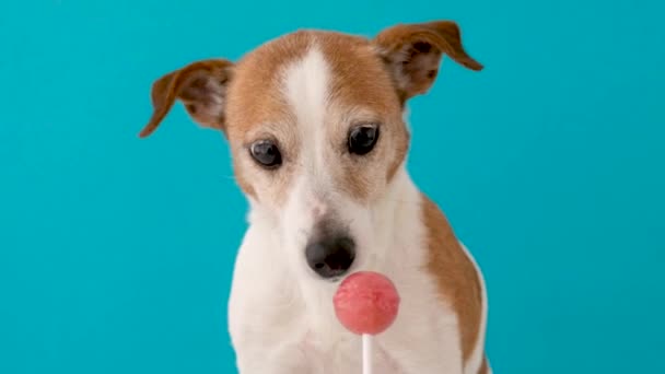 Candy lollipop licking dog — Stockvideo