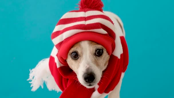 Cão em um chapéu e um lenço — Vídeo de Stock