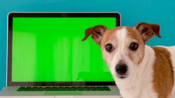 Собака сидит рядом с зеленым экраном ноутбука — стоковое видео