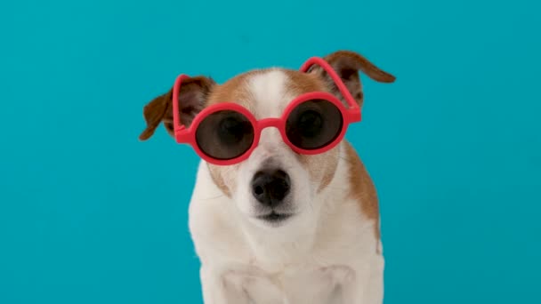 Собака смотрит на камеру в красных очках — стоковое видео