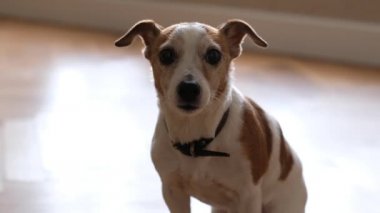Tiny cute dog at home