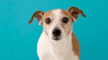 Funny dog with tubes in ears