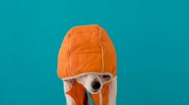 Kapüşonlu küçük köpek