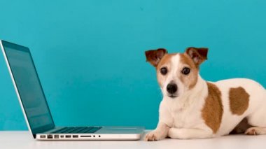 Dog looking at laptop with interest