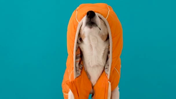 Милая собака в теплой одежде с капюшоном — стоковое видео