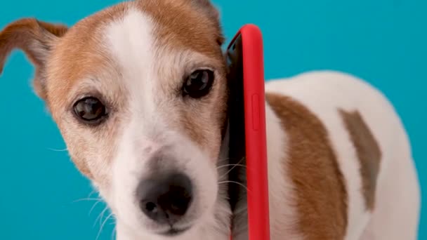 Rolig hund med smartphone — Stockvideo