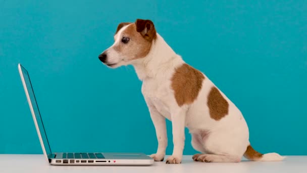 Perro mirando el portátil en el estudio — Vídeo de stock