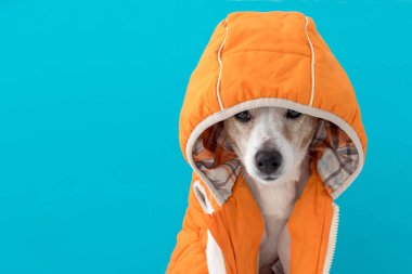 Kapüşonlu küçük köpek