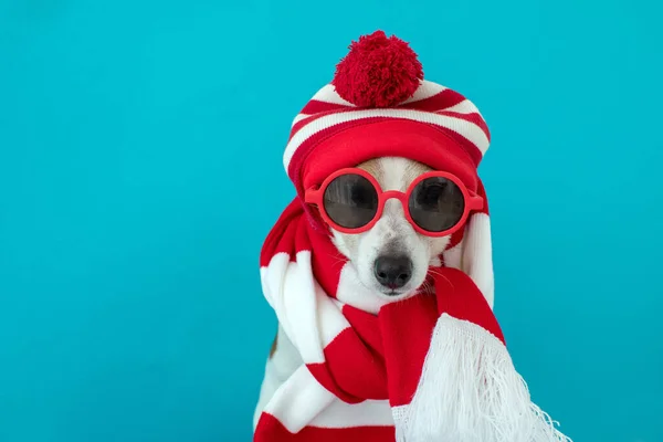帽子とスカーフの犬 — ストック写真