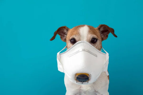 Anjing mengenakan masker wajah medis untuk melindungi dirinya dari infeksi — Stok Foto