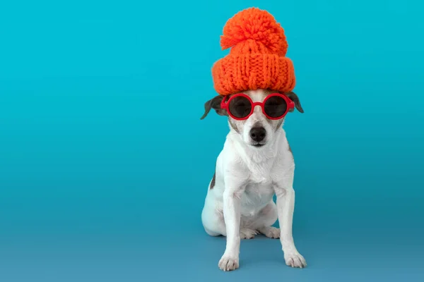 Perro con sombrero y bufanda — Foto de Stock