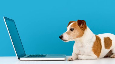 Dog looking at laptop with interest