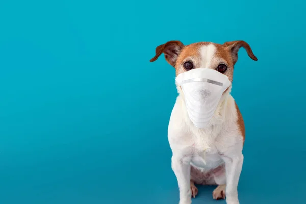 Perro con una mascarilla médica para protegerse de la infección — Foto de Stock