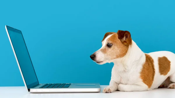 Perro mirando el ordenador portátil con interés — Foto de Stock