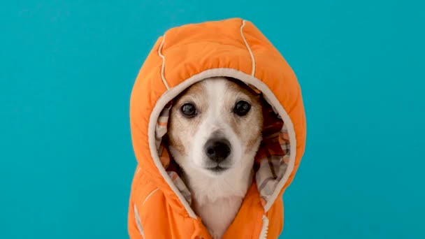 Kleine hond in jas met capuchon — Stockvideo