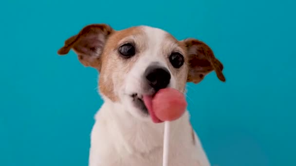 Doce pirulito lambendo cão — Vídeo de Stock