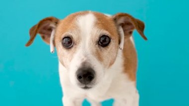 Funny dog with tubes in ears