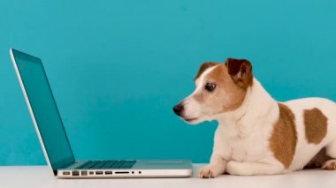 Dog looking at laptop with interest
