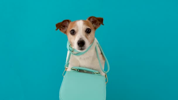 Cute dog with female handbag — Αρχείο Βίντεο