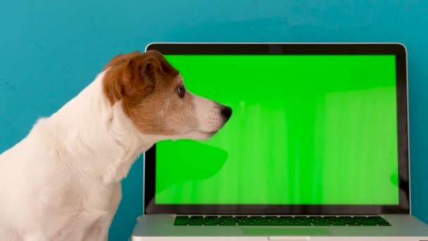 Computador portátil de navegação cão no estúdio — Vídeo de Stock