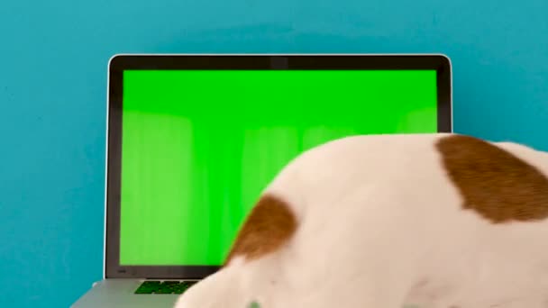 Dog laat laptop achter in de studio — Stockvideo