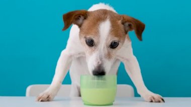 Küçük Jack Russell Terrier köpeği masadaki yeşil şeffaf bardaktan süt içiyor.