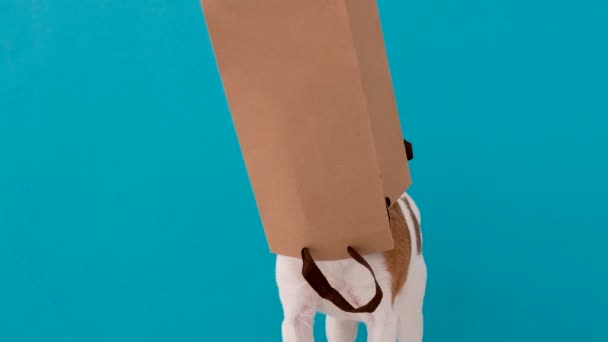 Divertido curioso pequeño perro Jack Russell Terrier en bolsa de compras de papel — Vídeo de stock