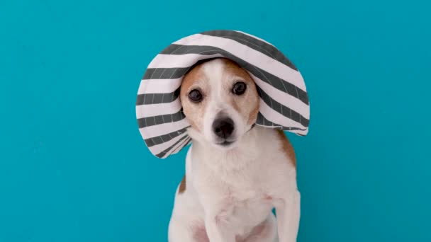 Pequeno Jack Russell Terrier cão obediente engraçado em chapéu grande com borda — Vídeo de Stock