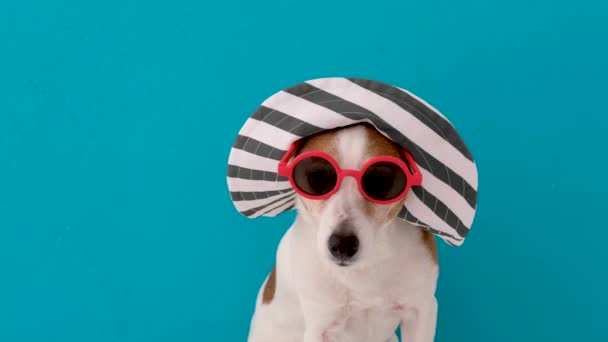 Vtipný poslušný malý Jack Russell teriér pes ve velkém klobouku s okrajem — Stock video