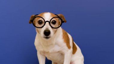 Gözlüklü akıllı köpek kameraya bakıyor.