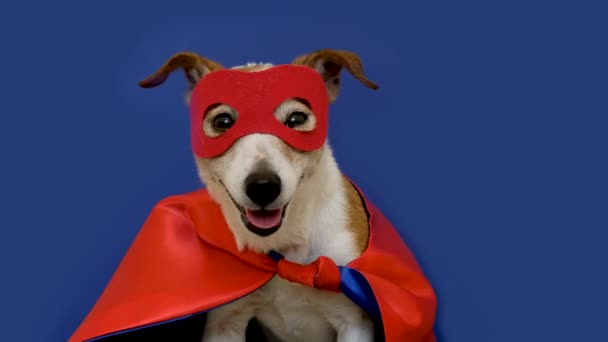 Kleine Jack Russell draagt een rood masker voor carnavalsfeest — Stockvideo