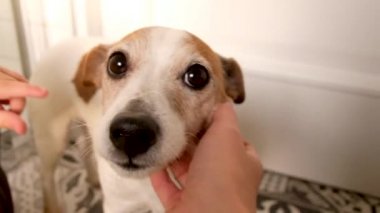 Çocuk ve kadın evde küçük bir köpeği okşuyor.