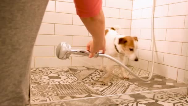 Vrouw wassen kleine hond in licht moderne badkamer na wandeling — Stockvideo