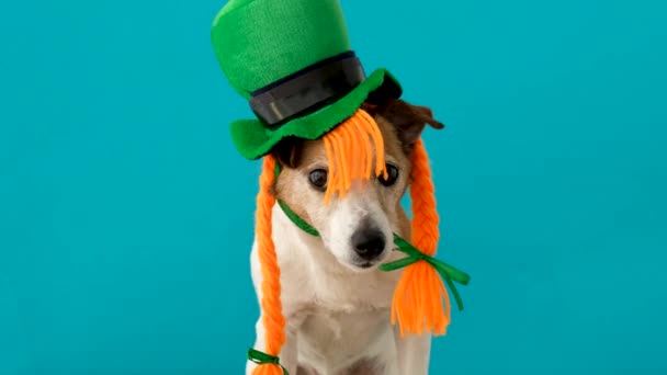 Leprechaun cão azul backgrond — Vídeo de Stock