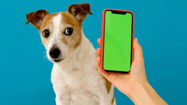 Köpek akıllı telefon yeşil ekranının yanında oturuyor.