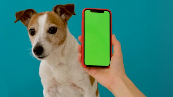 Собака сидить поруч із зеленим екраном смартфона — стокове відео